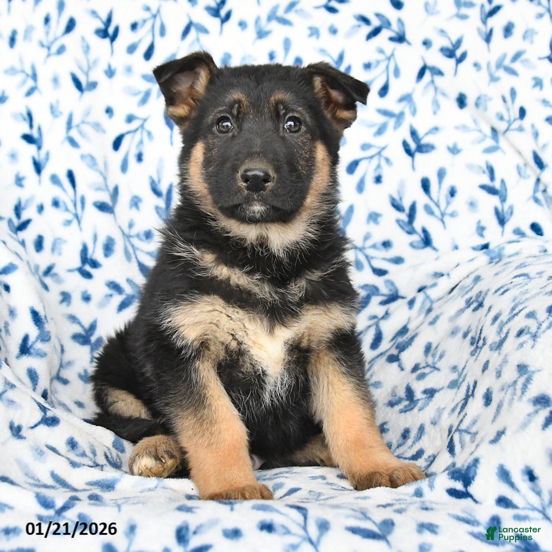 German Shepherd dogs for sale: Leo - Ad 4