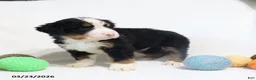 Bernese Mountain Dog dogs for sale: Max - Ad 8