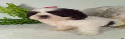 Shih Tzu dogs for sale: Baby - Ad 5