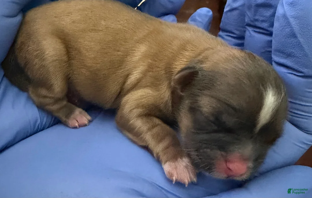 Shih Tzu dogs for sale: Shih Tzu Puppy 3 - Ad 1