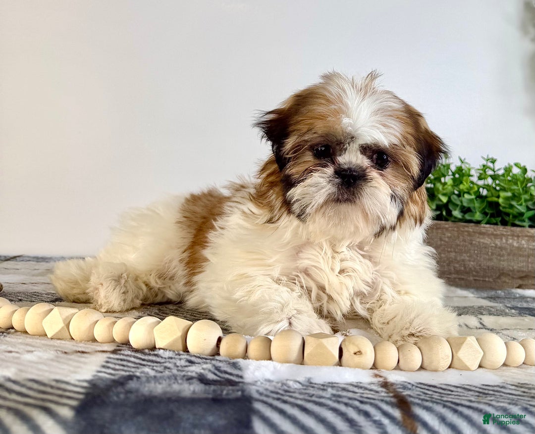 Shih Tzu dogs for sale: AKC Sammie - Ad 3