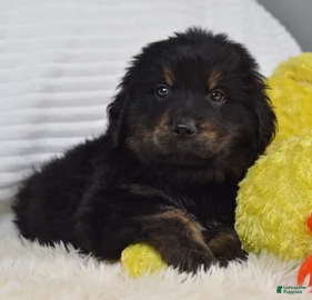 Mixed Breed dogs Glacier - Ad 39