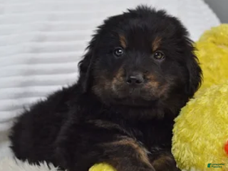 Mixed Breed dogs Glacier - Ad 1