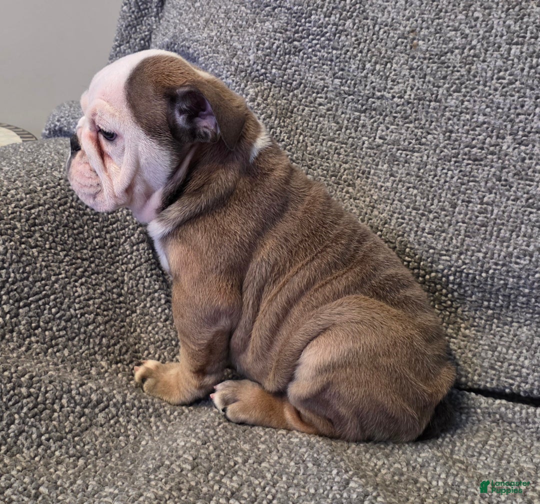 English Bulldog dogs for sale: Amari - Ad 4