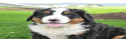 Bernese Mountain Dog dogs for sale: Bear - Ad 2