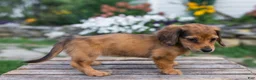Miniature Dachshund dogs for sale: Honey - Ad 8