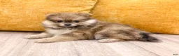 Pomeranian dogs for sale: Cuddles - Ad 3