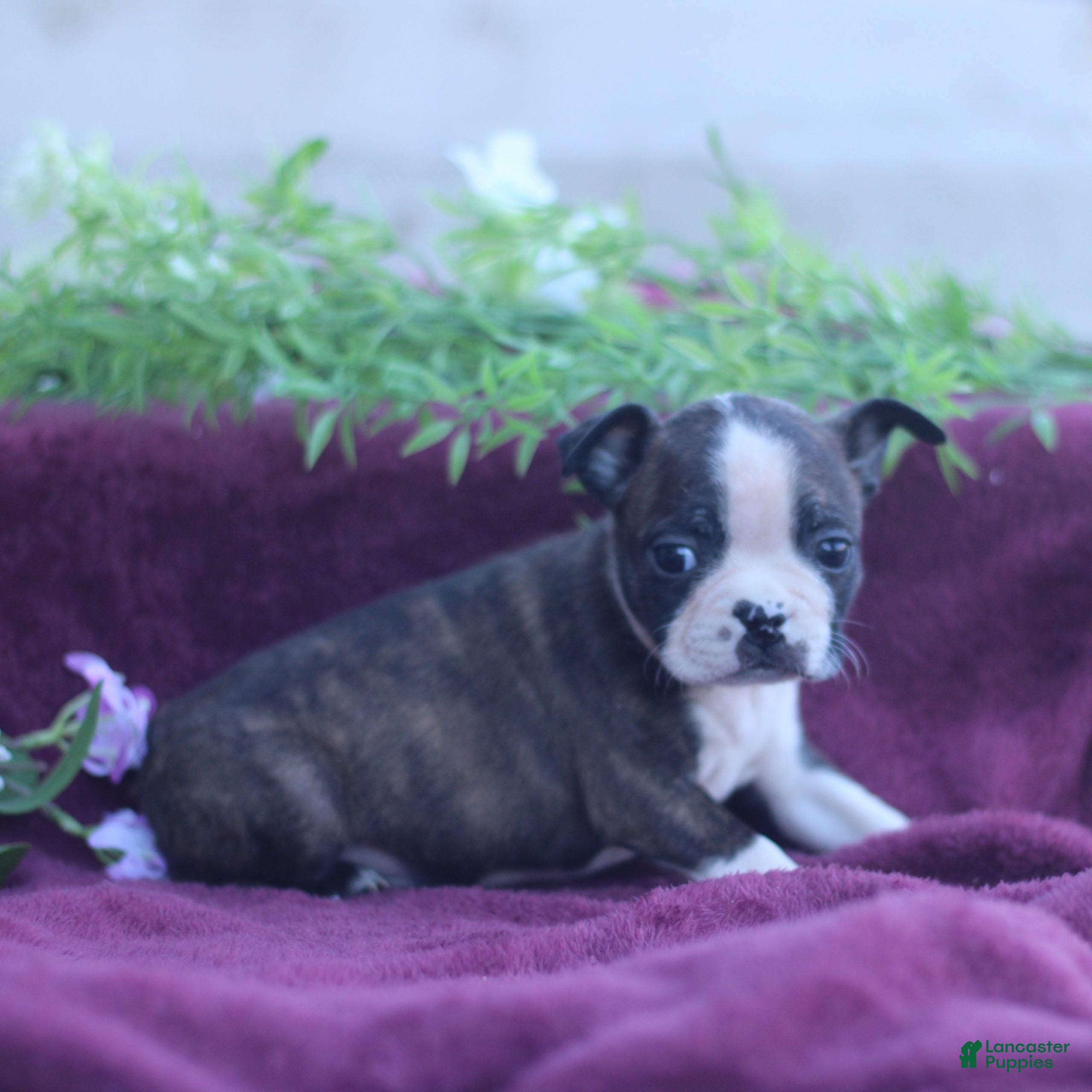 Boston Terrier dogs Moxie - Ad 2