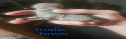 Frug dogs for sale: Frug 6 - Ad 1