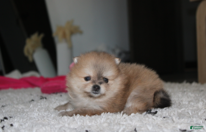 Pomeranian dogs Honey  - Ad 2