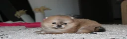 Pomeranian dogs for sale: Honey  - Ad 2