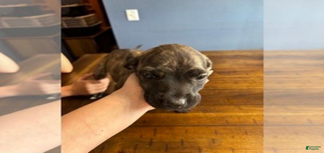 Gallery Image {{count}}