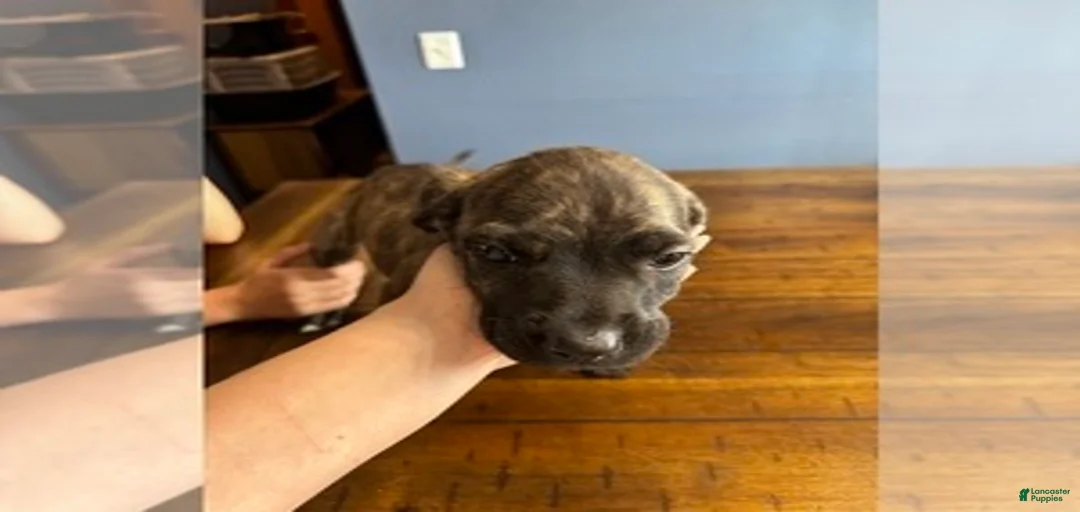 Gallery Image {{count}}