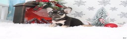 French Bulldog dogs for sale: Jasper - Ad 3
