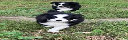 Miniature Australian Shepherd dogs for sale: Mopsy  - Ad 3