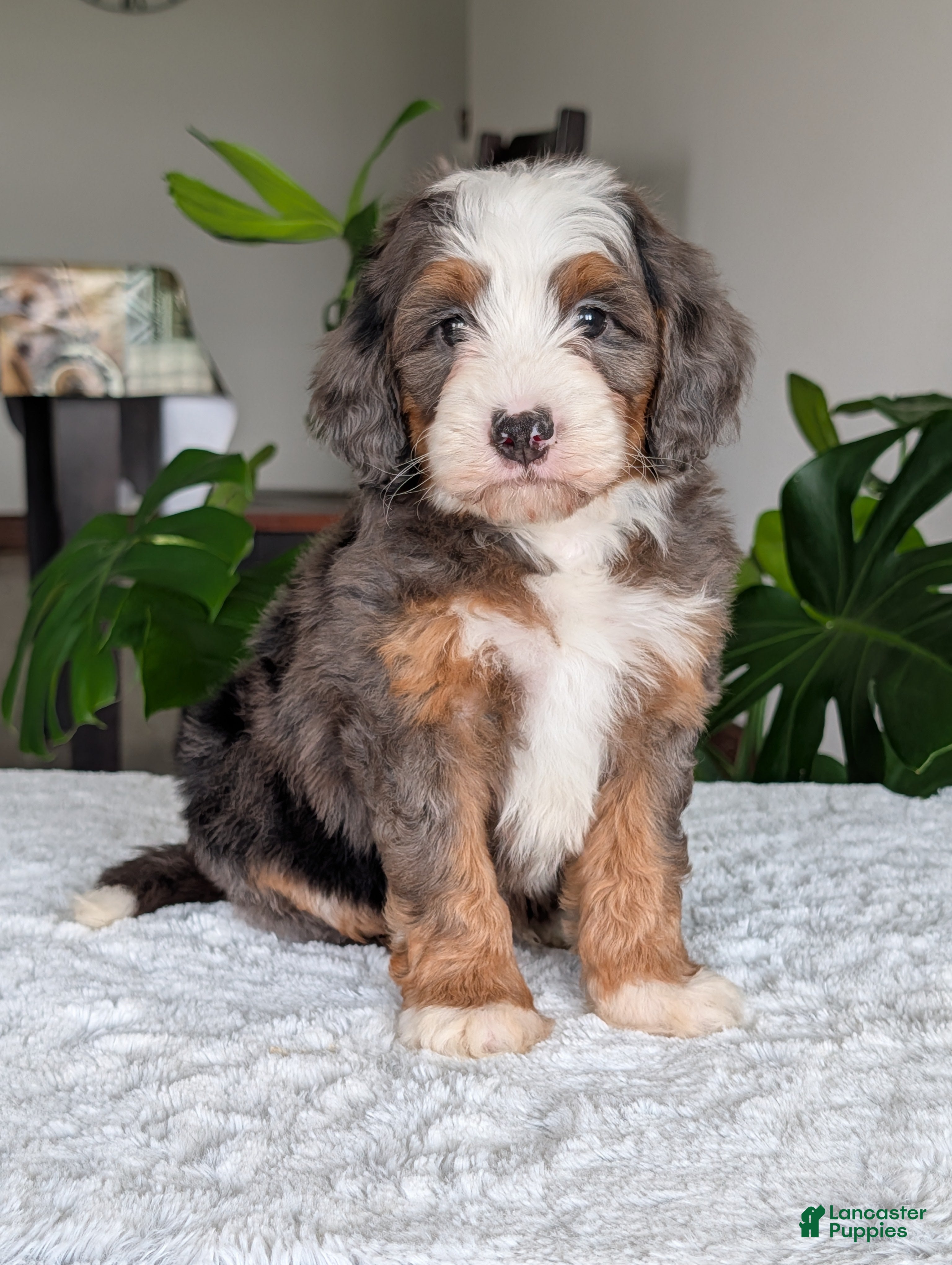 Mini Bernedoodle dogs Mini Louie  - Ad 2