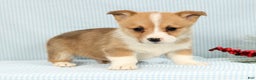 Welsh Corgi Pembroke dogs for sale: Archie - Ad 1