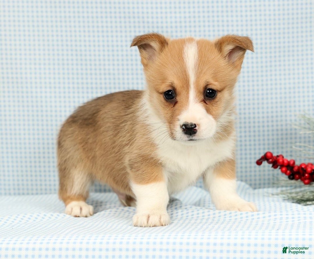 Welsh Corgi Pembroke dogs for sale: Archie - Ad 1