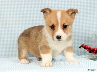 Welsh Corgi Pembroke dogs Archie - Ad 21