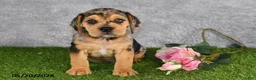 Beabull dogs for sale: Tristan - Ad 5