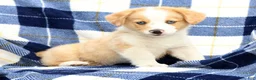 Welsh Corgi Pembroke dogs for sale: Boone - Ad 4
