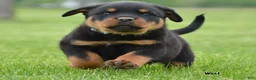 Rottweiler dogs for sale: West - Ad 3