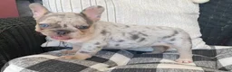 French Bulldog dogs for sale: French Bulldog 1 - Ad 3