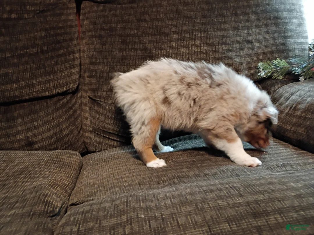 Australian Shepherd dogs for sale: Chloe  - Ad 4