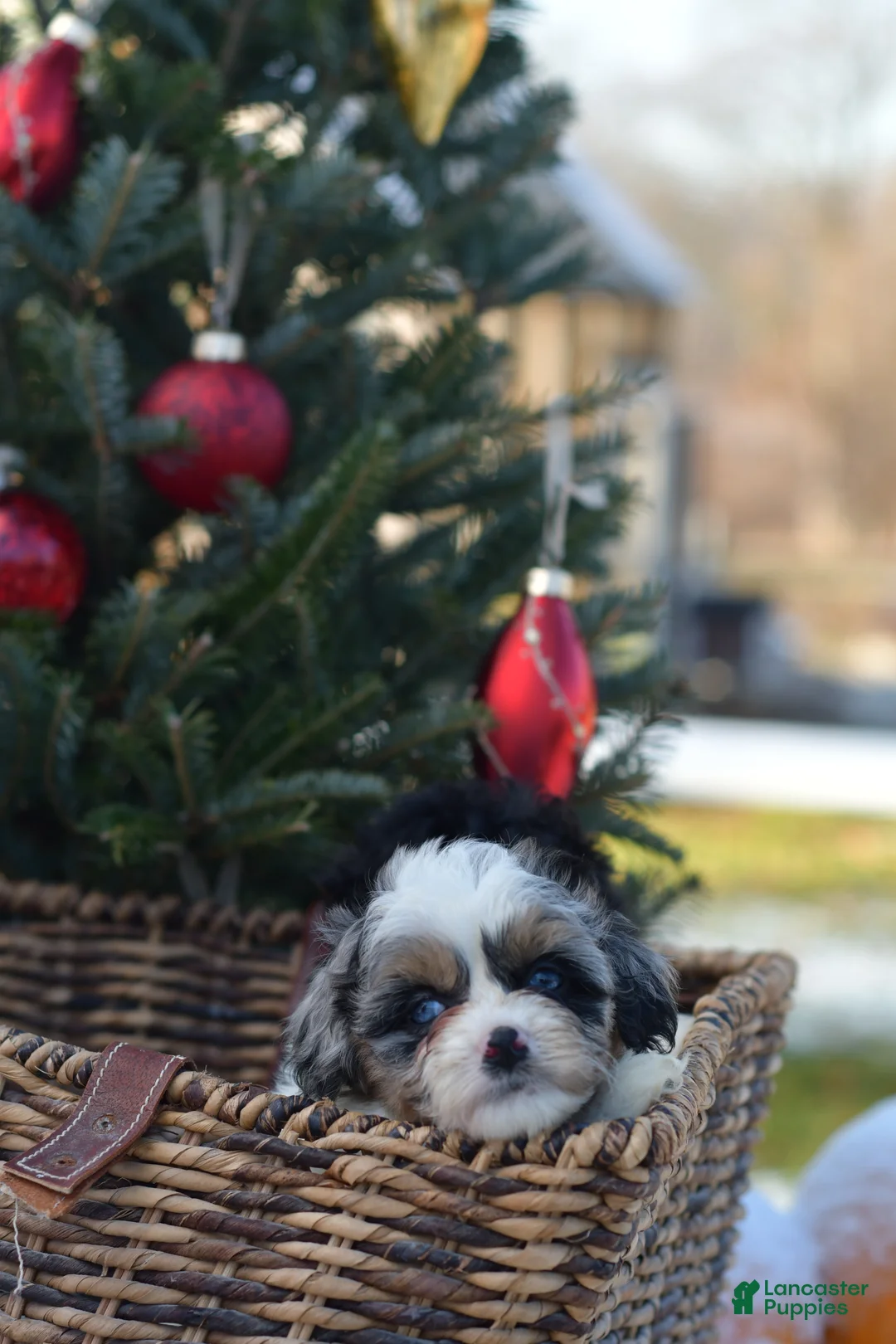 Mini Aussiedoodle dogs for sale: Rory - Ad 17
