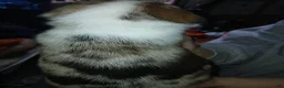 Mixed Breed dogs for sale: Mixed Breed 2 - Ad 2