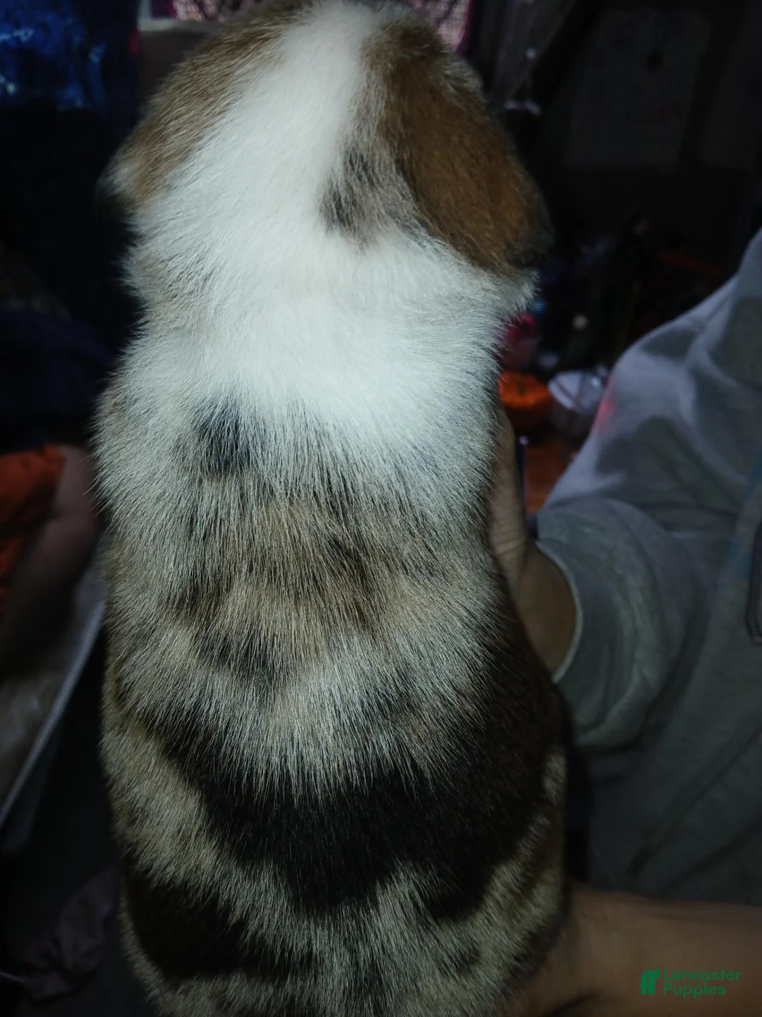 Mixed Breed dogs for sale: Mixed Breed 2 - Ad 2