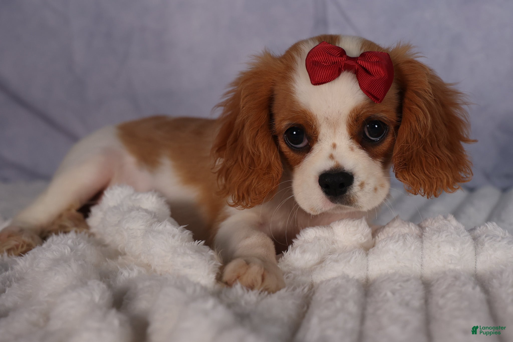 Cavalier King Charles Spaniel dogs  Nugget🐾 - Ad 2