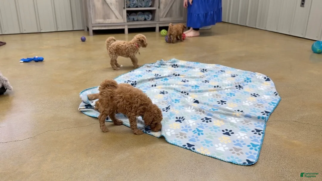 Standard Poodle dogs for sale: Bentley - Moyen Size Poodle - Ad 14