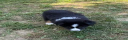 Australian Shepherd dogs for sale: Mr. Fluffy - Ad 7