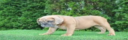 English Bulldog dogs for sale: Debbi - Ad 3