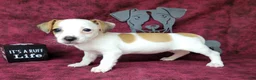 Jack Russell Terrier dogs for sale: Jinx purebred JRT - Ad 4