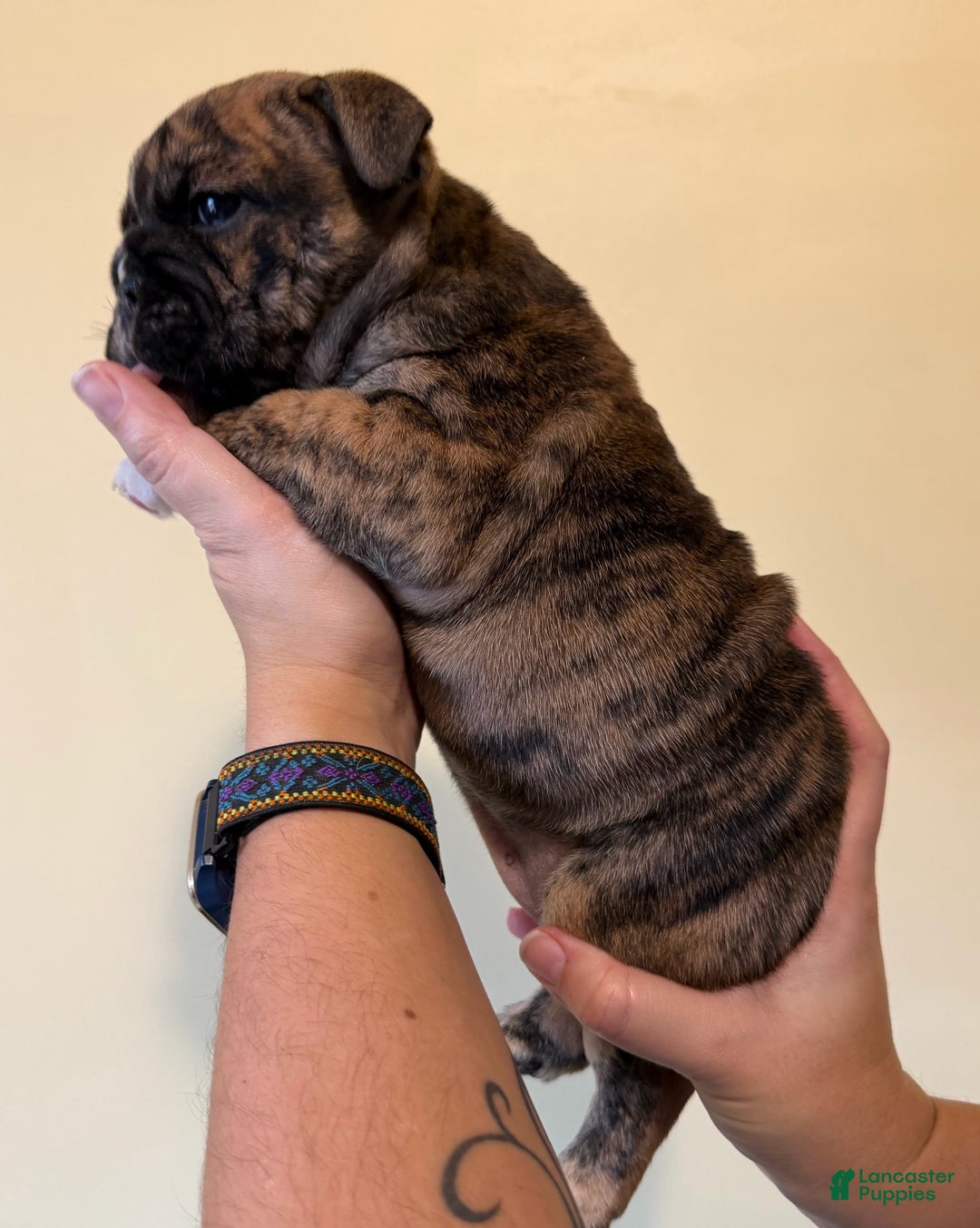 English Bulldog dogs for sale: Maple - Ad 7
