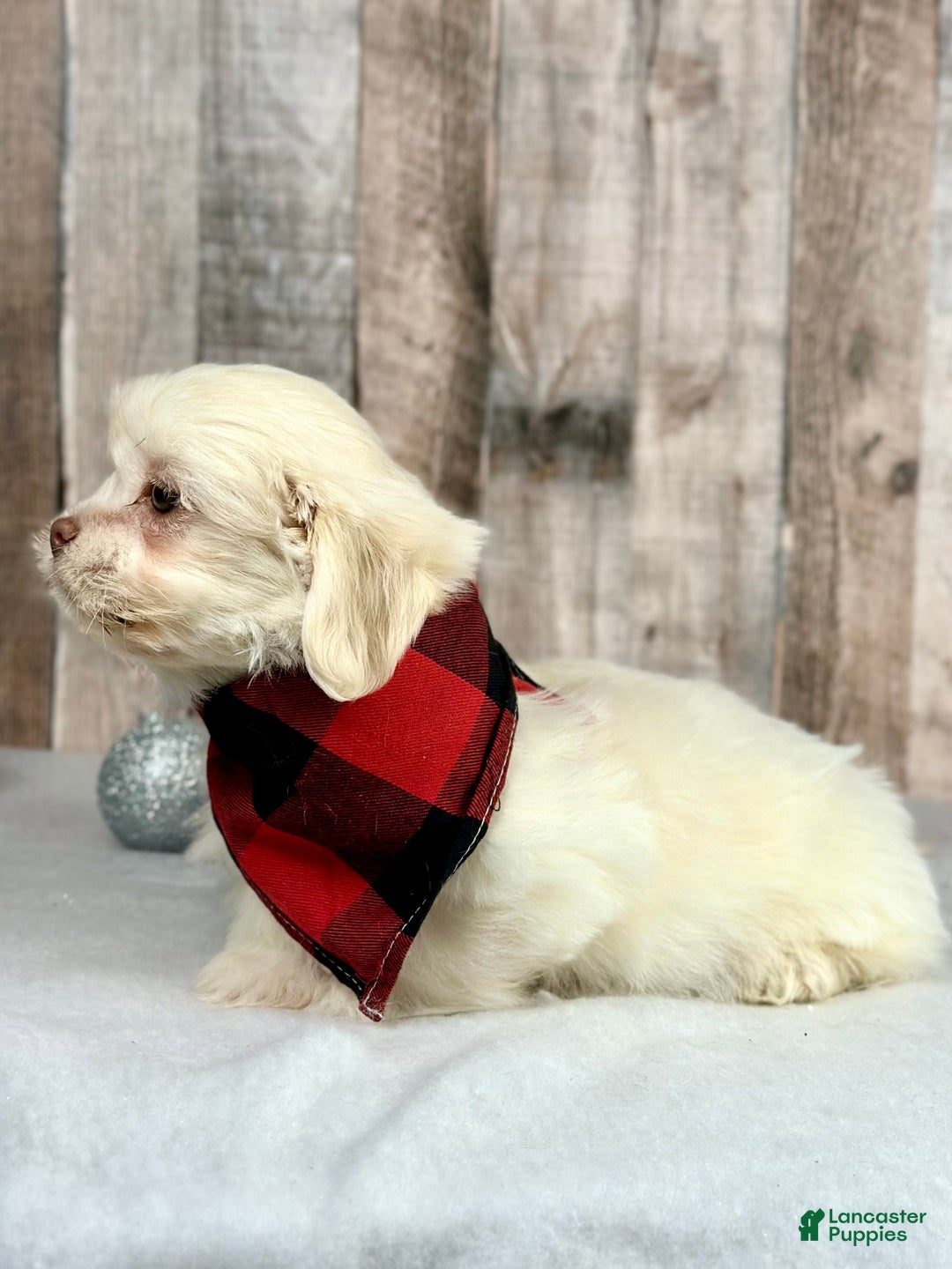 Mixed Breed dogs for sale: Girl Teddy - 9229 - Ad 2