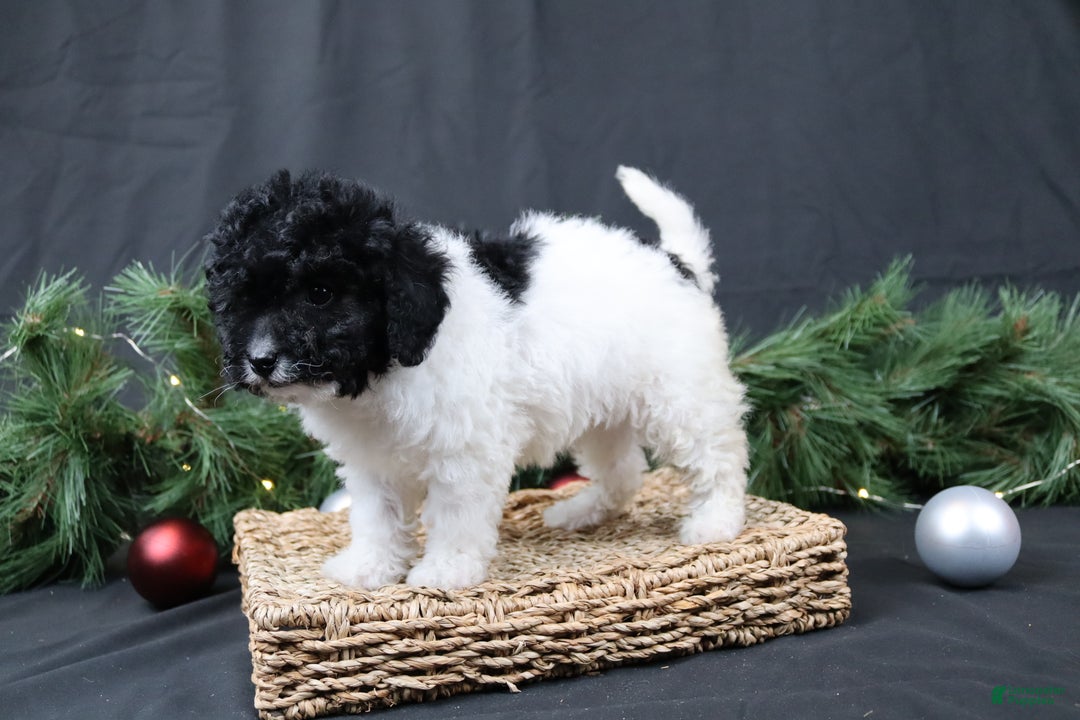Cavapoo dogs for sale: Jingle - Ad 4