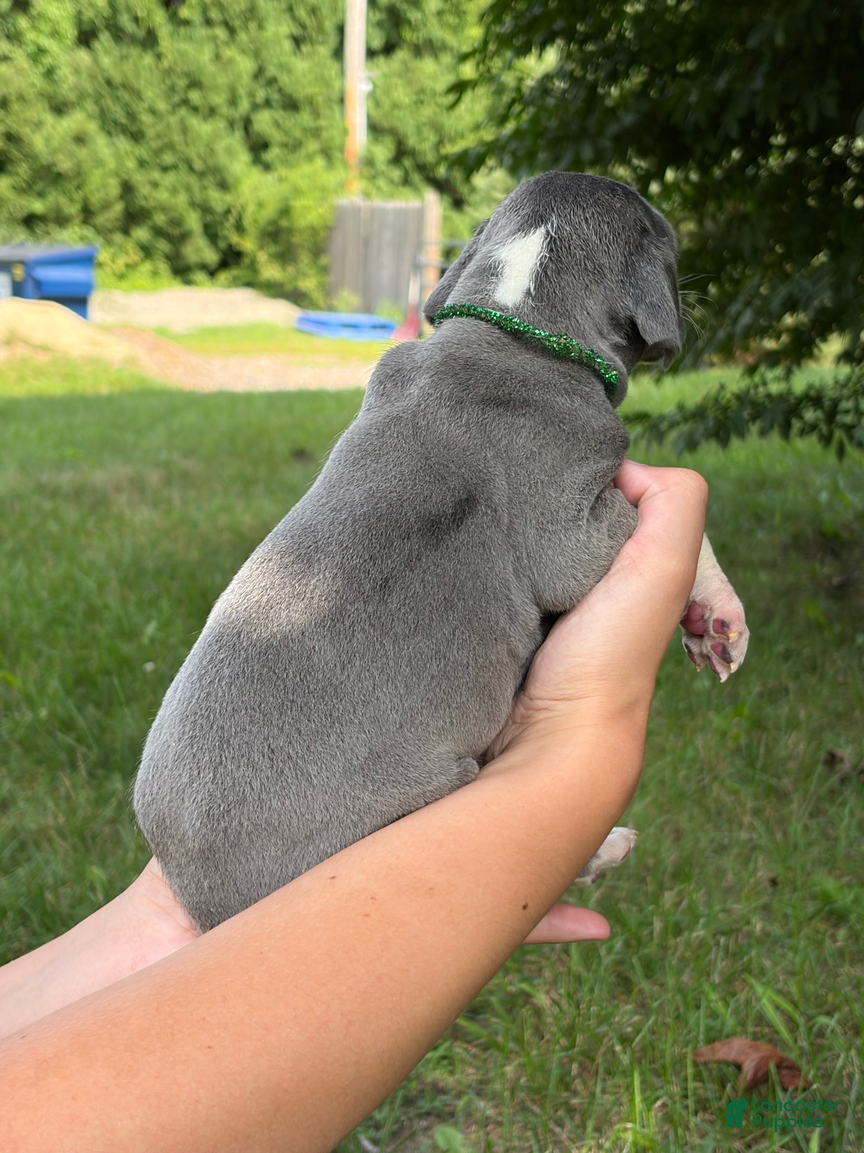 Great Dane dogs Dakota - Ad 2