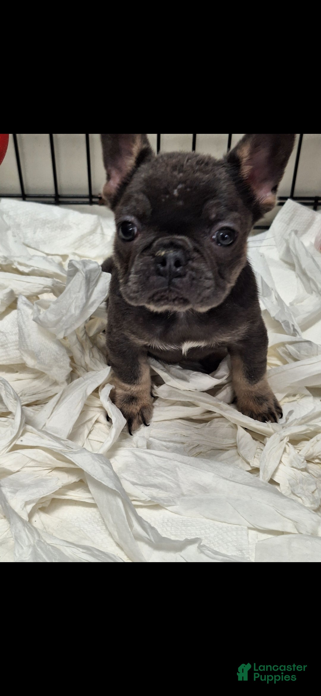 French Bulldog dogs Ms little  - Ad 12