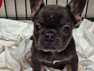 French Bulldog dogs Ms little - Ad 12