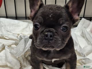 French Bulldog dogs Ms little - Ad 6