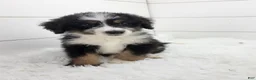 Bernedoodle dogs for sale: Bentley - Ad 6