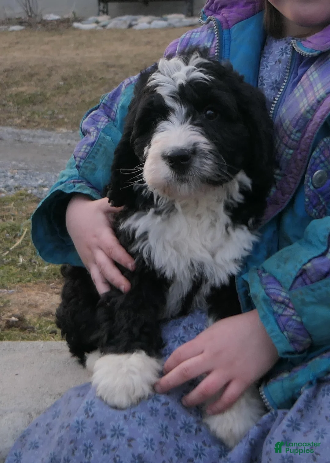 Mini Bernedoodle dogs for sale: Mini Bernedoodle Dylan - Ad 2