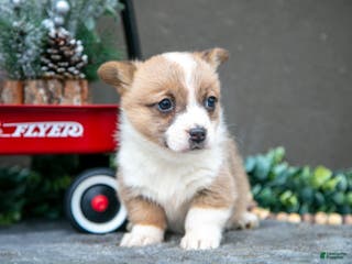 Welsh Corgi Pembroke dogs Clementine - Ad 37