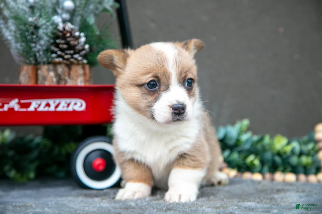 Welsh Corgi Pembroke dogs for sale: Clementine - Ad 1