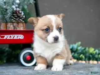Welsh Corgi Pembroke dogs Clementine - Ad 40