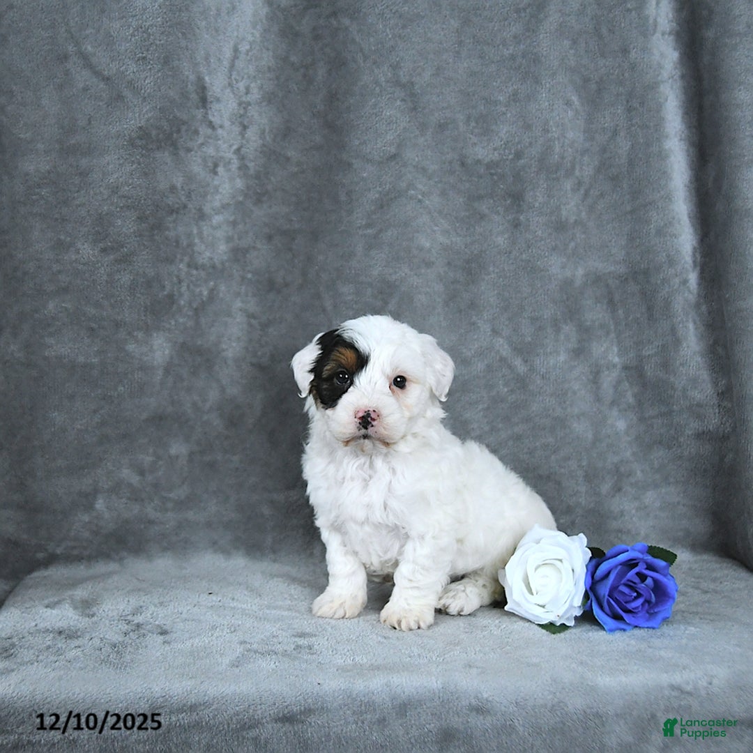 Mixed Breed dogs for sale: Grinch - Ad 5