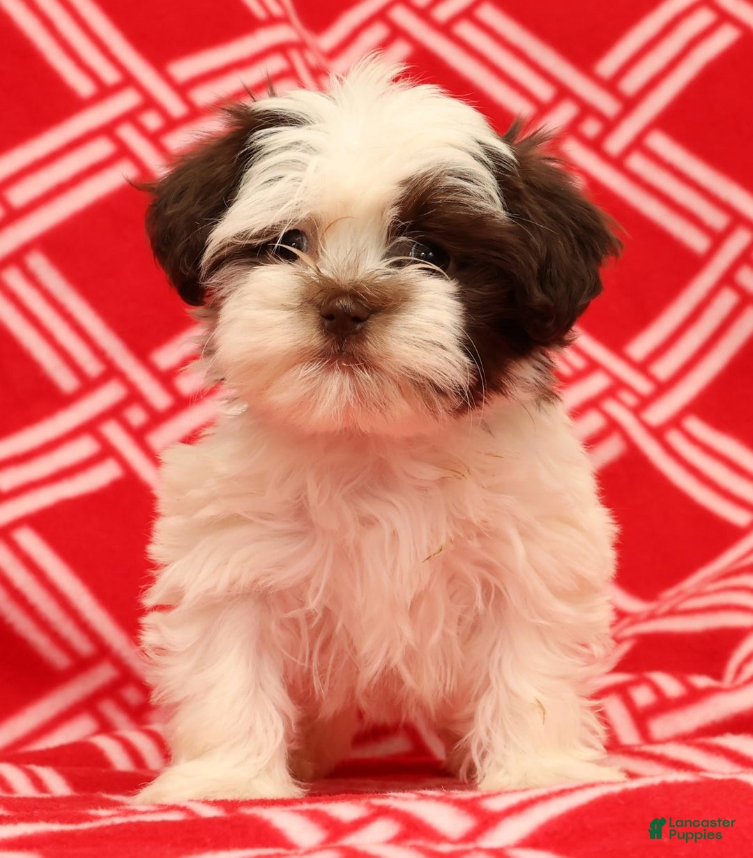 Havanese dogs for sale: Bella - Ad 2
